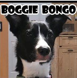 Bongo1