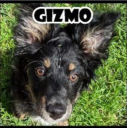 Gizmo
