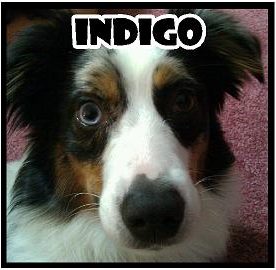 INdigo1