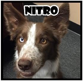 Nitro