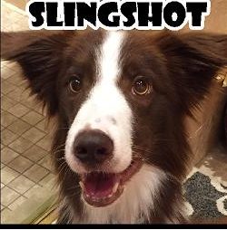 SlingShot1