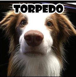 torpedo 1